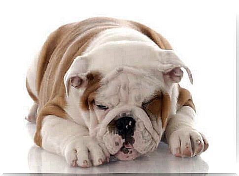 The reasons why bulldogs drool