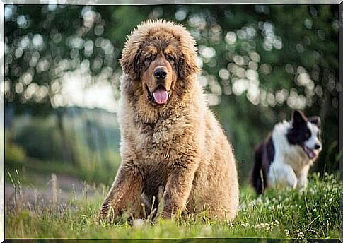 the tibetan mastiff