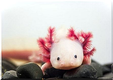 Axolotle mexicano: informações.