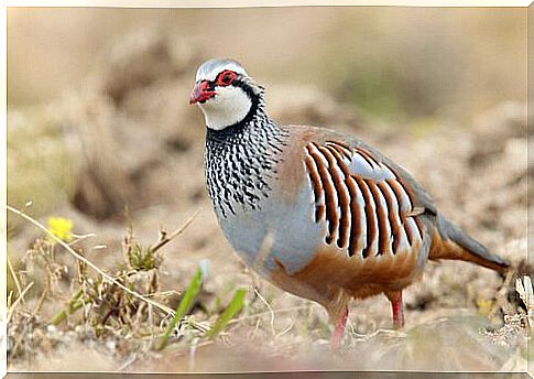 partridge whisper