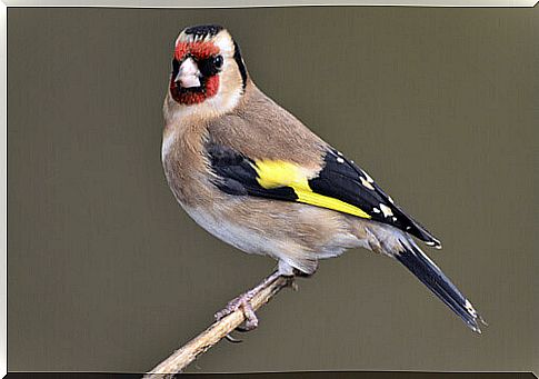 Tips for taking care of your Goldfinch