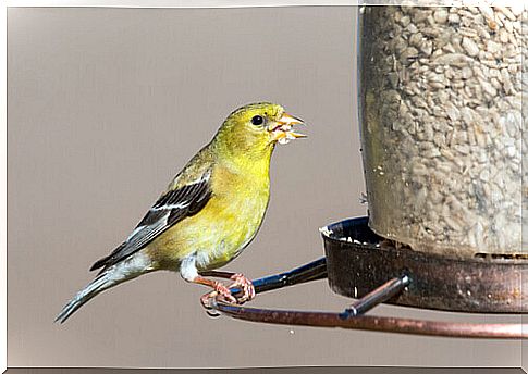 Goldfinch eating