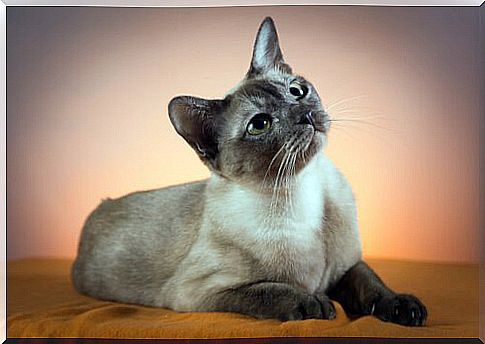 Tonkinese cat, characteristics and care