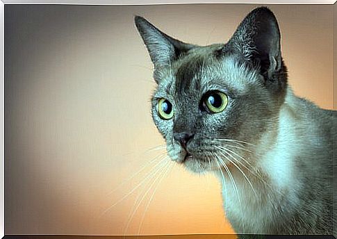 Tonkinese cat