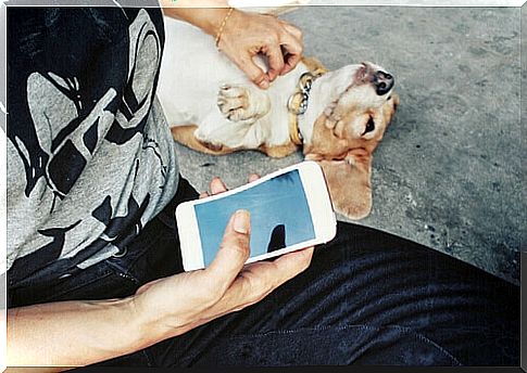 The 10 best social networks for animals