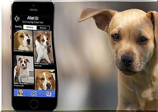 dog adoption app