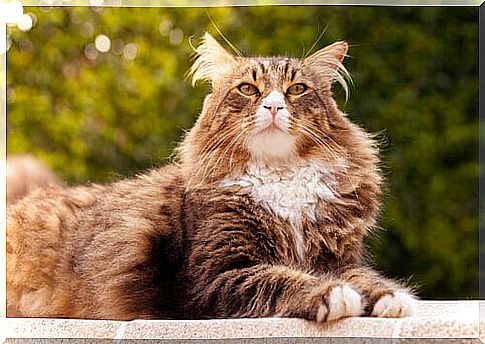 Top 5 Cat Breeds