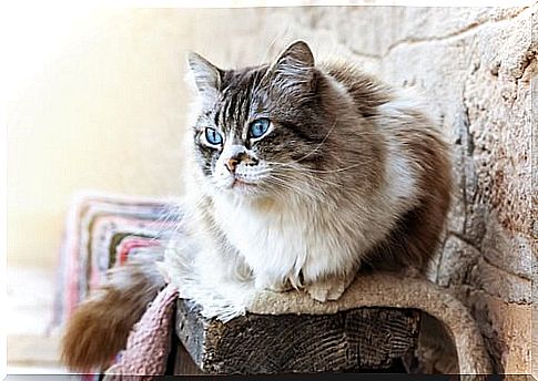 cat ragdoll