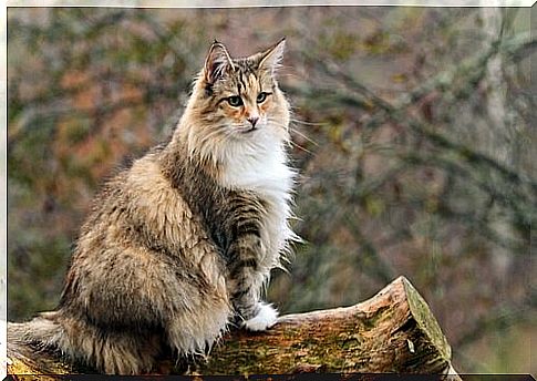 Norwegian forest cat