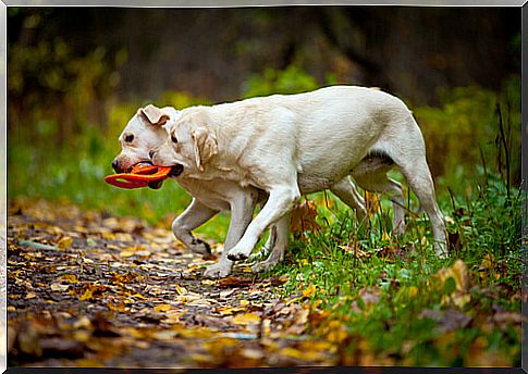 labradores brincando