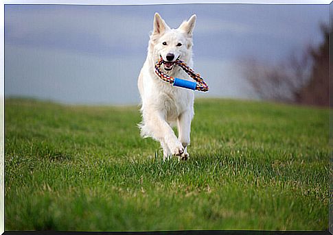 Cachorro correndo