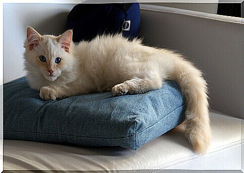 Understand what each movement of your cat's tail means