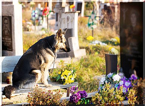 dog-tomb