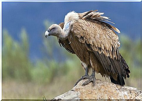 Vulture species in Spain