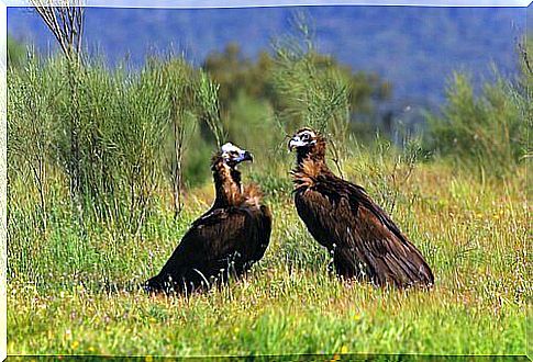 Vulture species