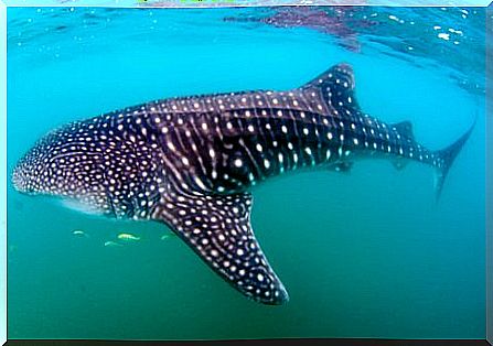 whale shark behavior