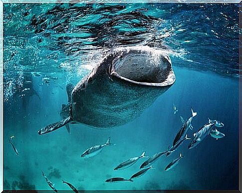 Whale shark feeding