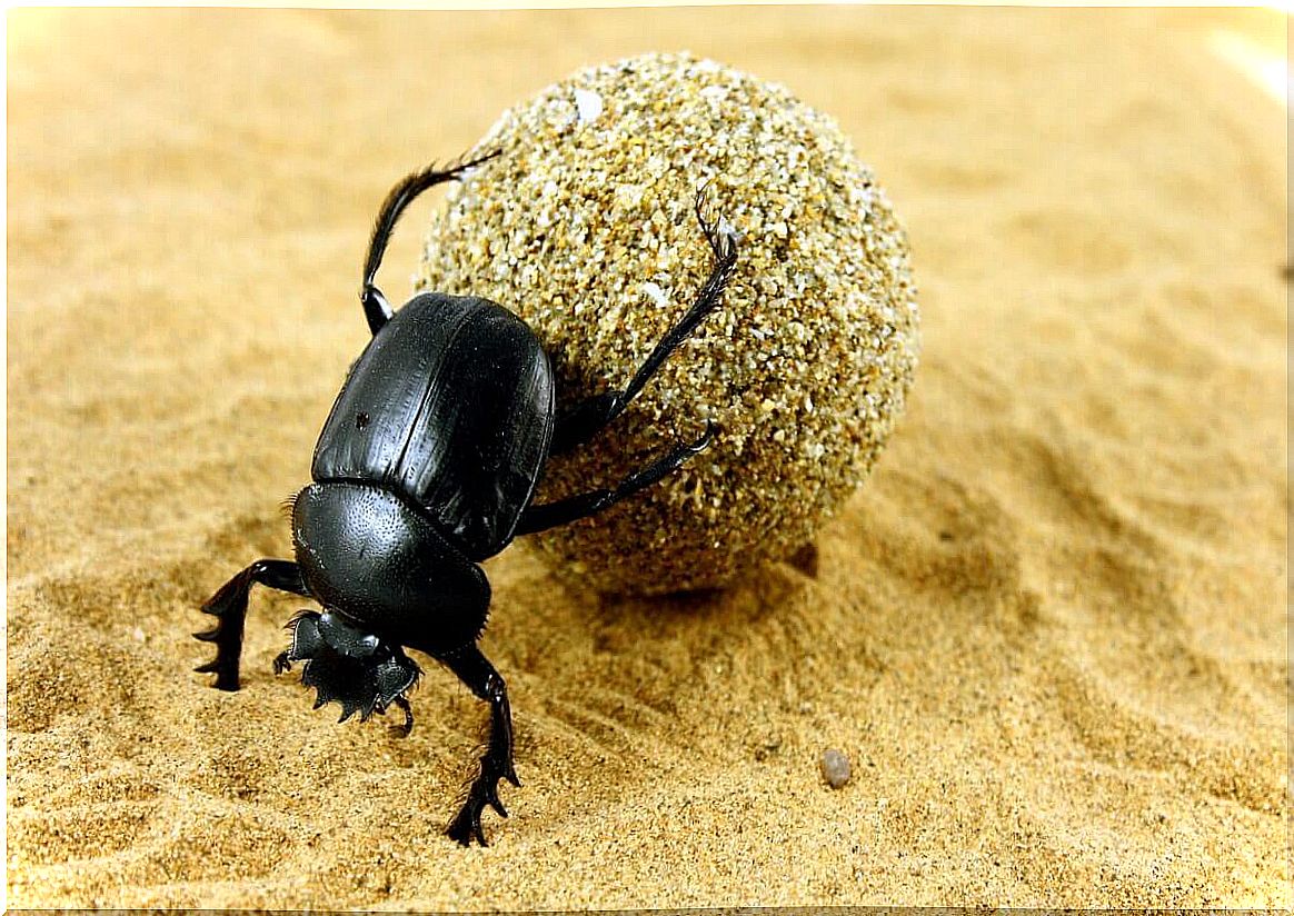 A dung beetle carrying feces.