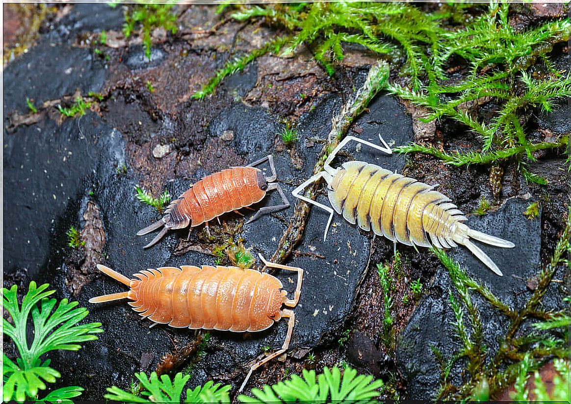 Isopods are decomposing animals.