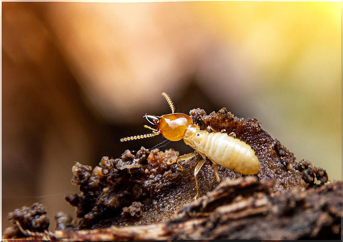 Termites are decaying xylophagous animals.