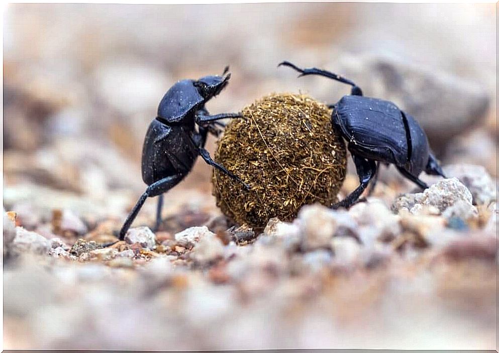 These beetles are practicing coprophagy.