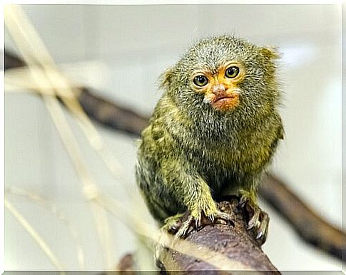 pygmy slow lory