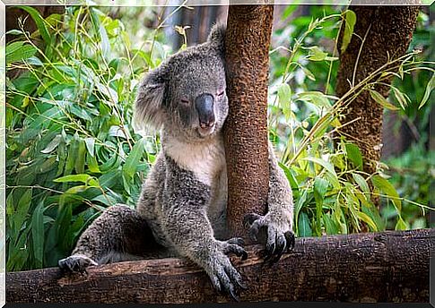 koala sleeping