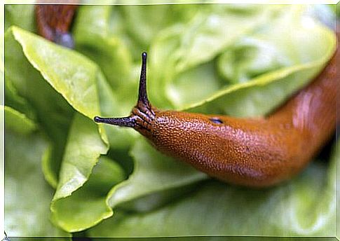 slug on lettuce leaf