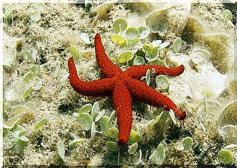 starfish