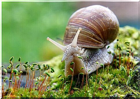 snail