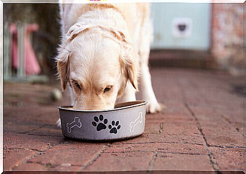 What are toxic dog foods