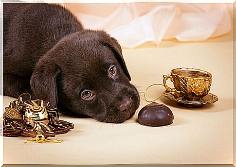 Chocolate: one of the toxic food for dogs