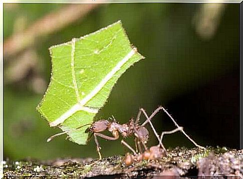 General information about ants