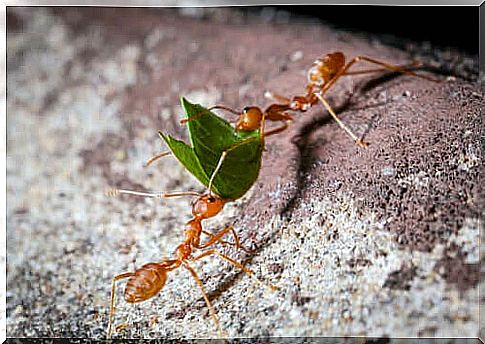 What do ants eat?