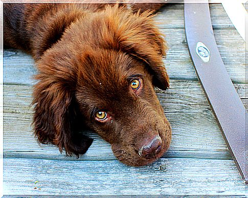 sick dog doesn't want to feed