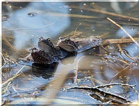 frogs in a pond