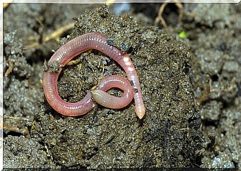 earthworm