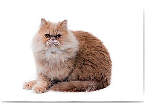 Persian cat