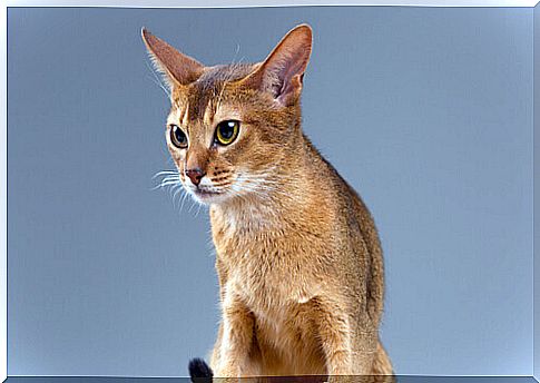 abyssinian cat