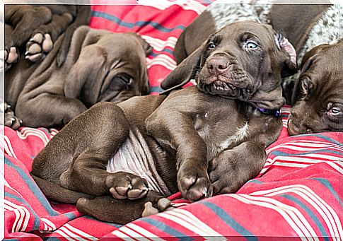 Saiba como preservar a vida de um cãozinho