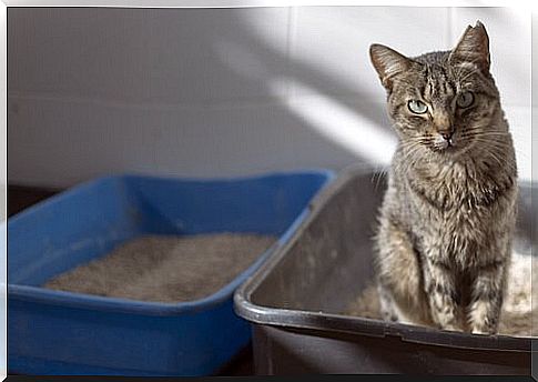 cat in the sandbox