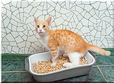 kitten in the sandbox