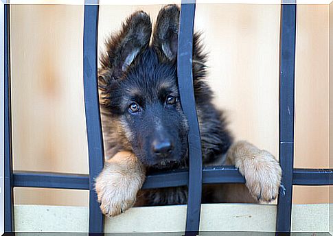 What You Should Know Before Adopting An Adult Dog?