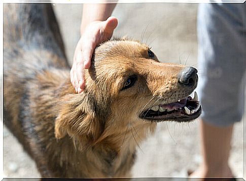 dog getting affection