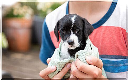 Puppy wrapped in a towel