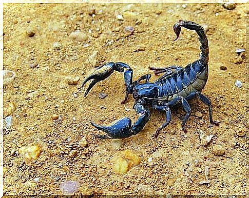 Scorpion