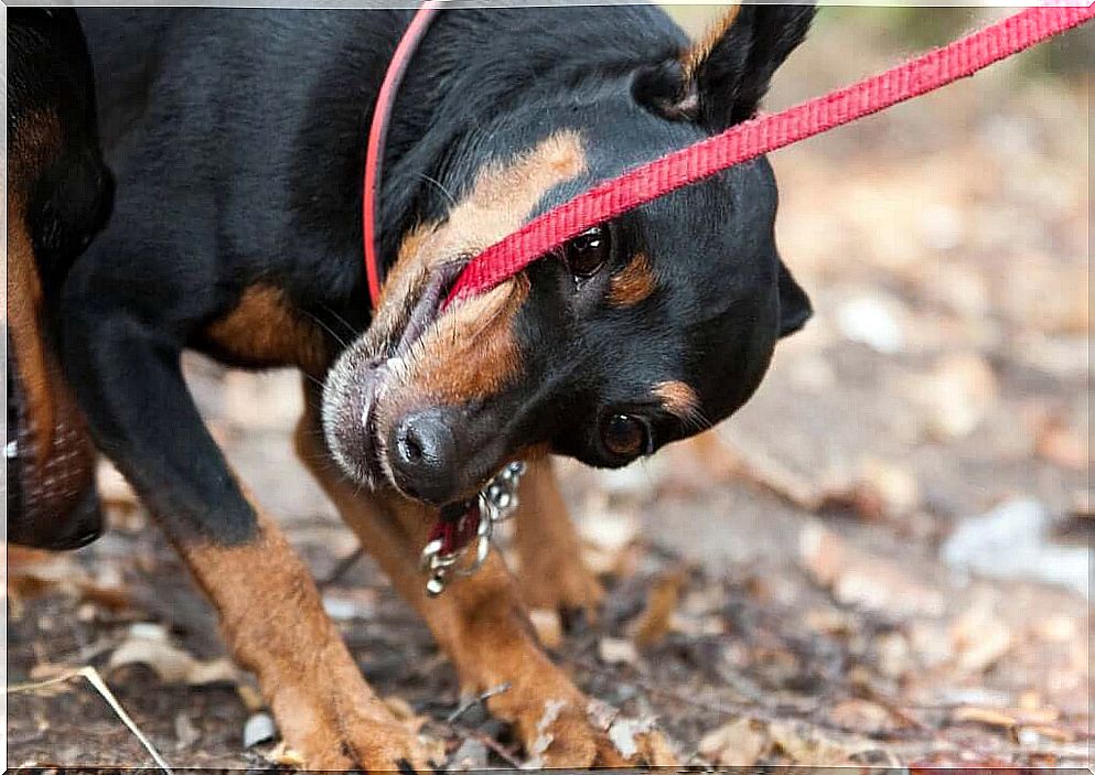 What to do if your dog bites the lead?