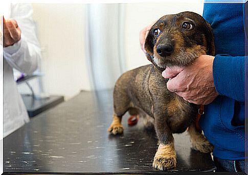 dog at the veterinarian