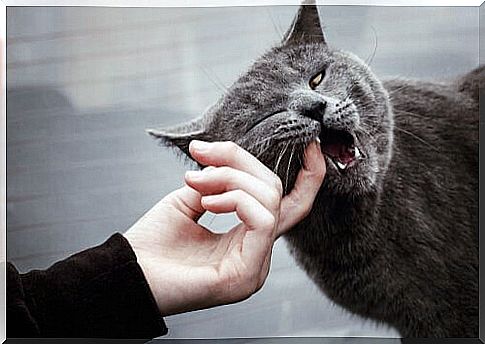 What to do when a cat attacks frequently?