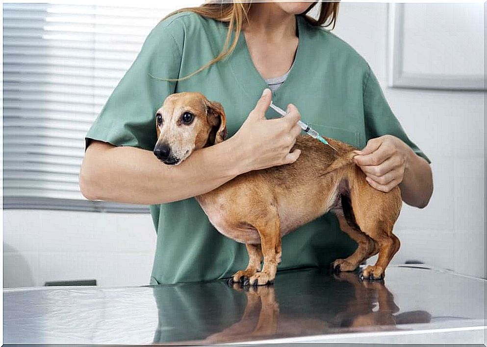 What vaccinations should your puppy get?